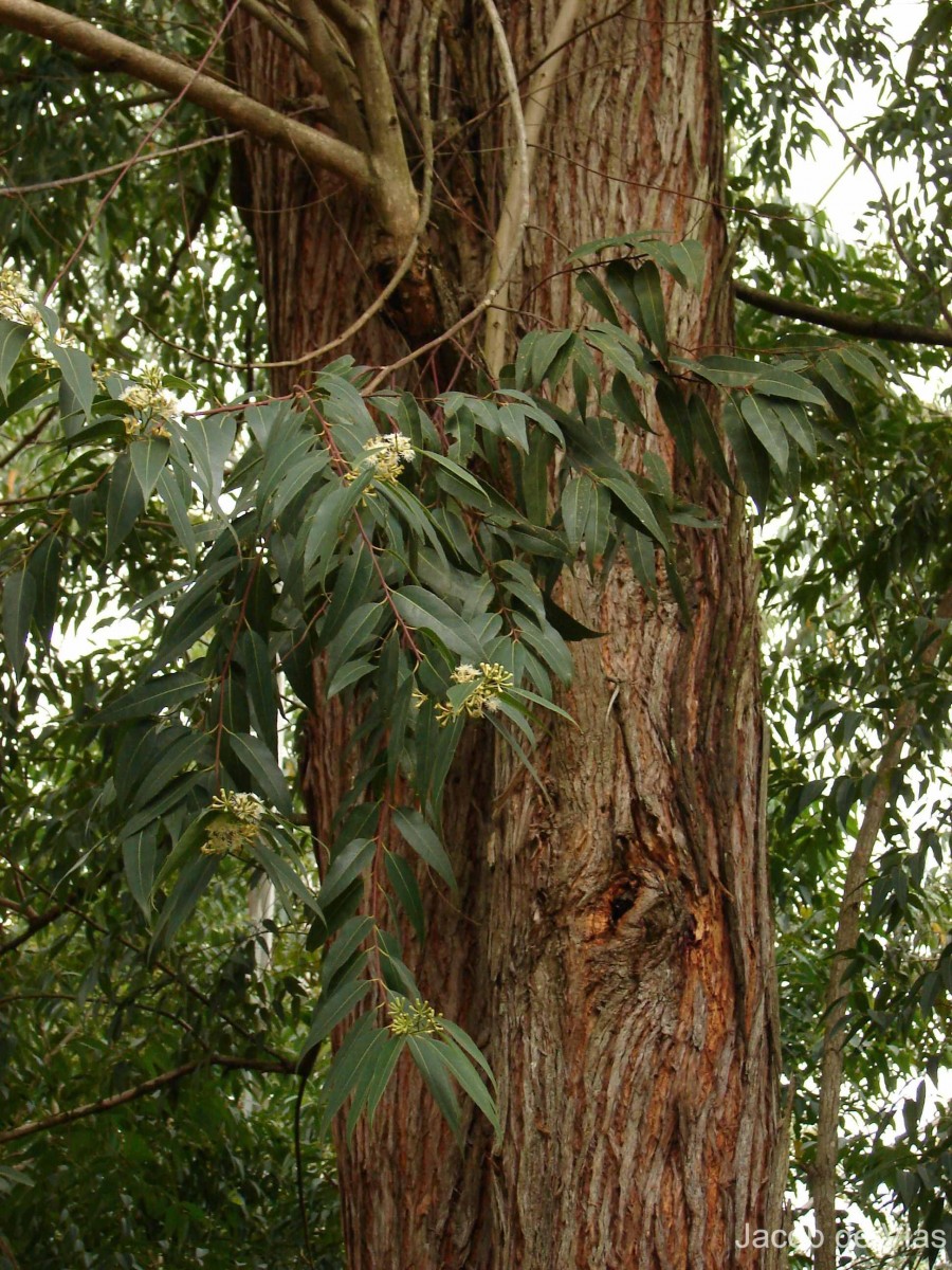 Eucalyptus microcorys F.Muell.